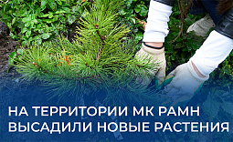 На территории МК РАМН высадили новые растения